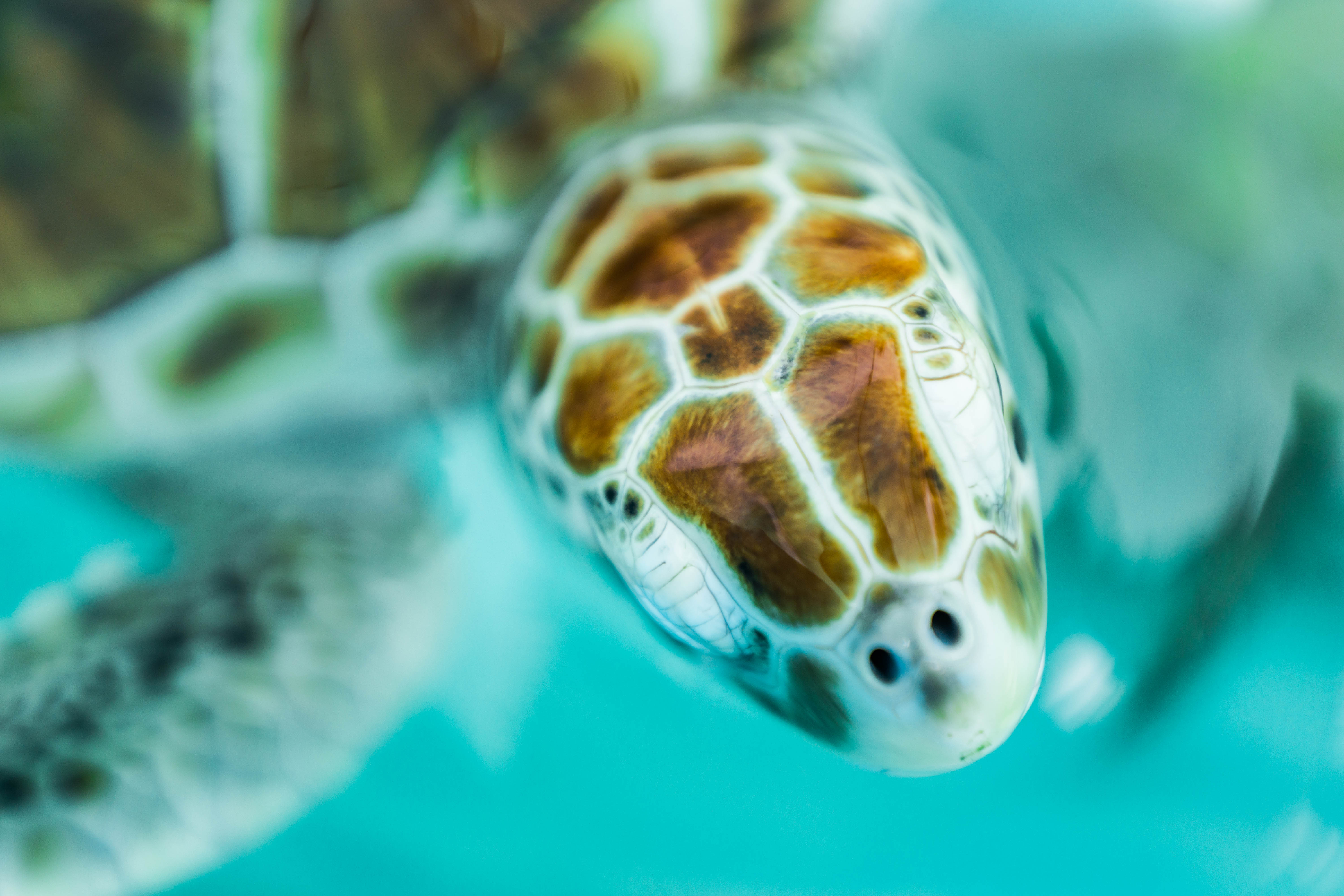 Sea turtle swimming in clear turquoise water near Isla Mujeres